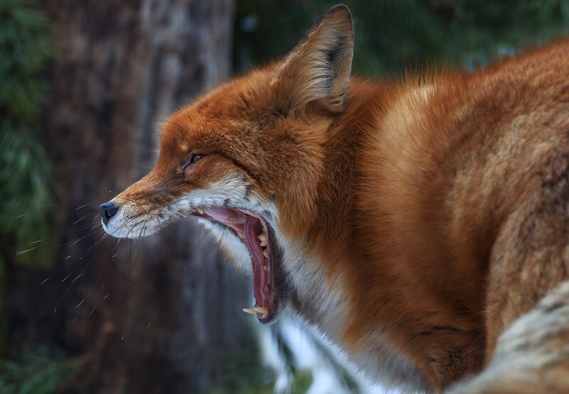Red Fox Yawning — Orange, Natural, Winter