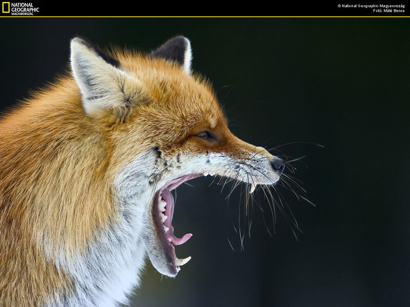 Red Fox Yawning — Orange
