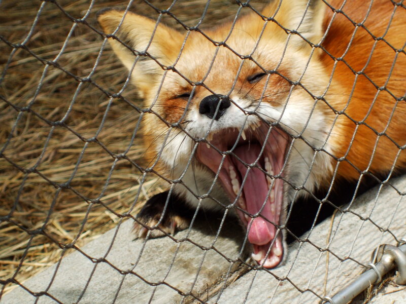 Red Fox Yawning