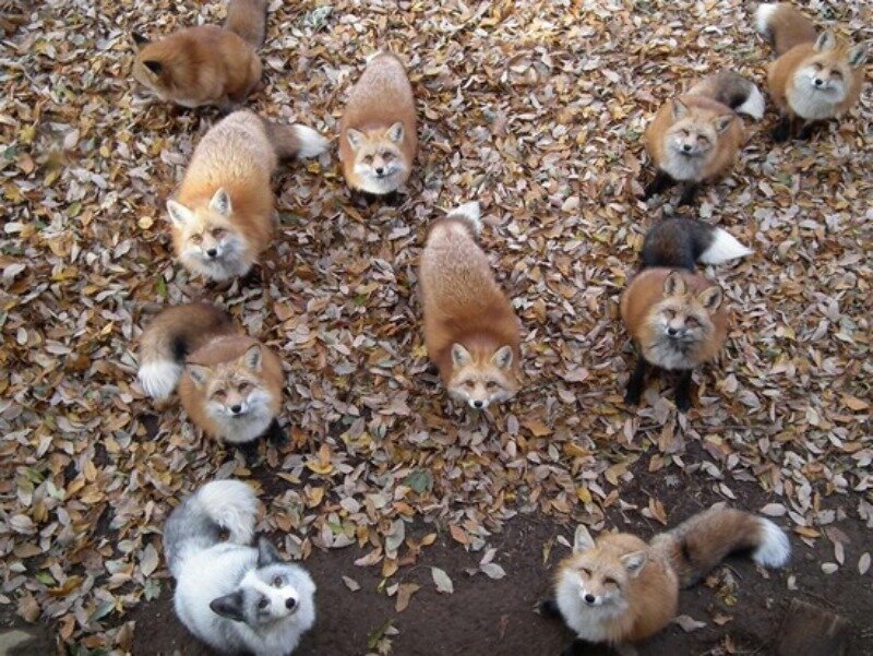 Red Foxes in Leaves
