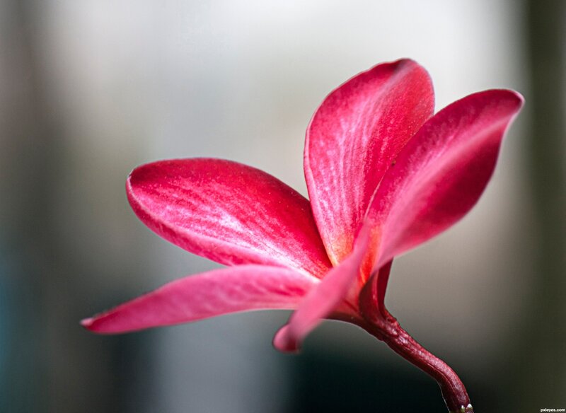 Red Frangipani Flower — Calm
