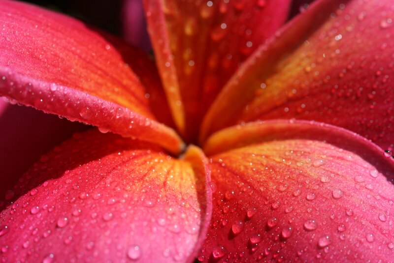 Red Frangipani Flower