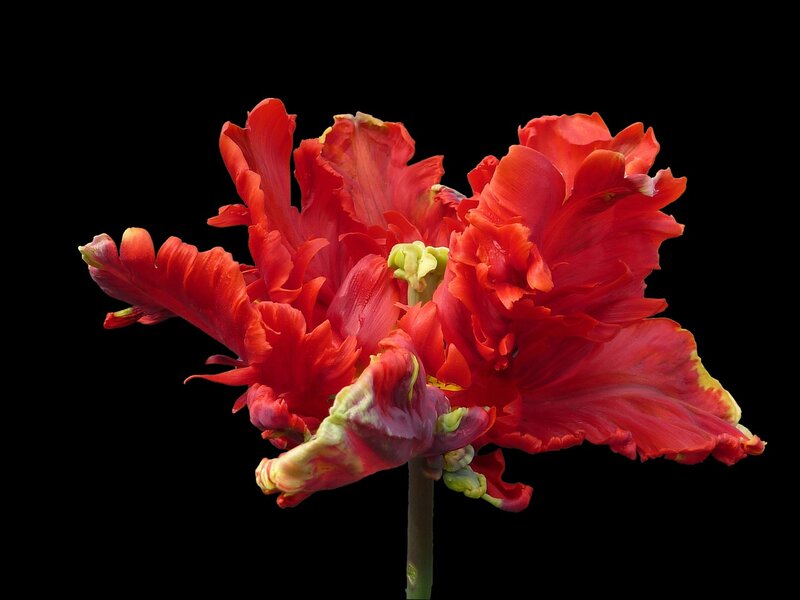 Red Fringed Tulip — Dramatic