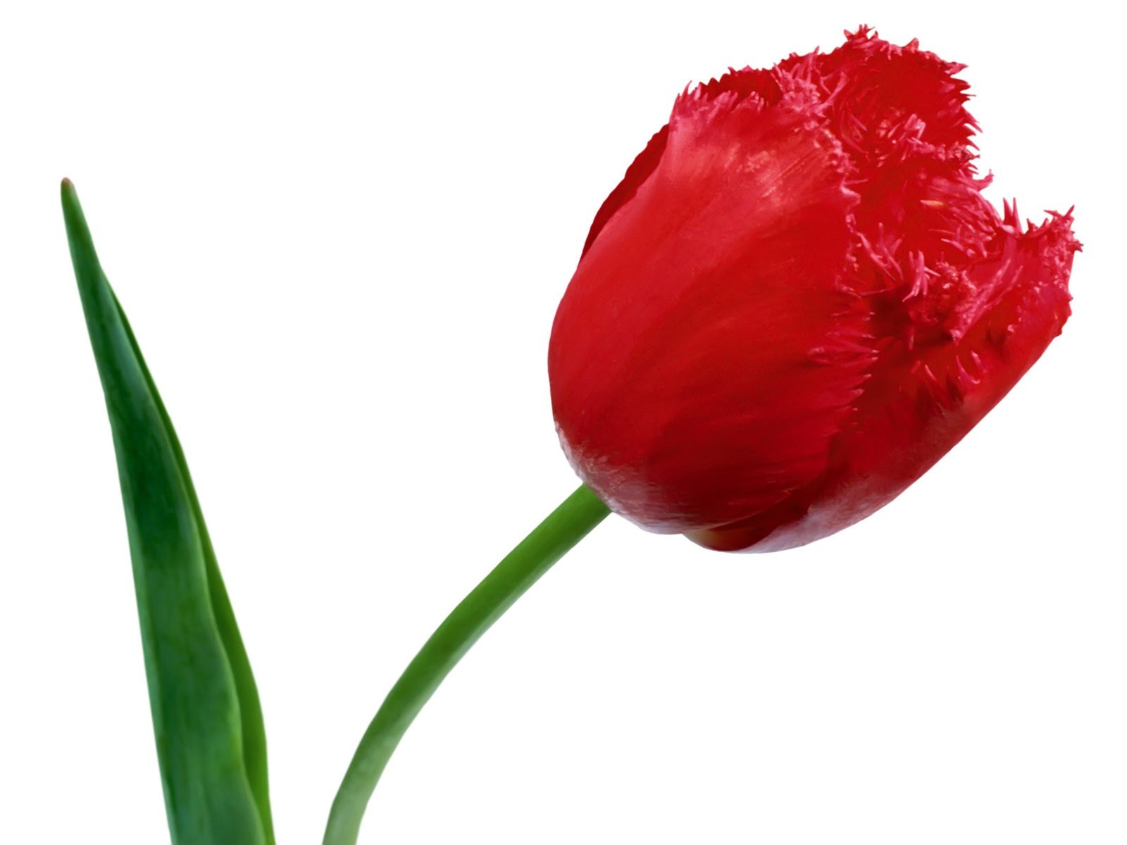 Red fringed tulip flower