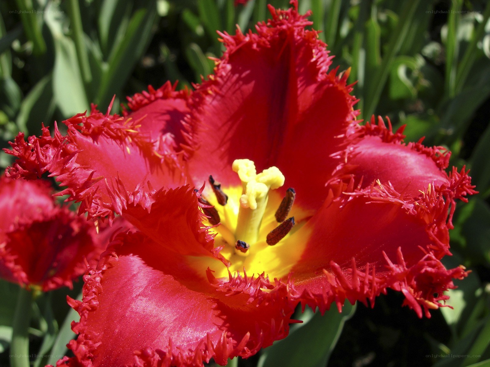 Red fringed tulip flower