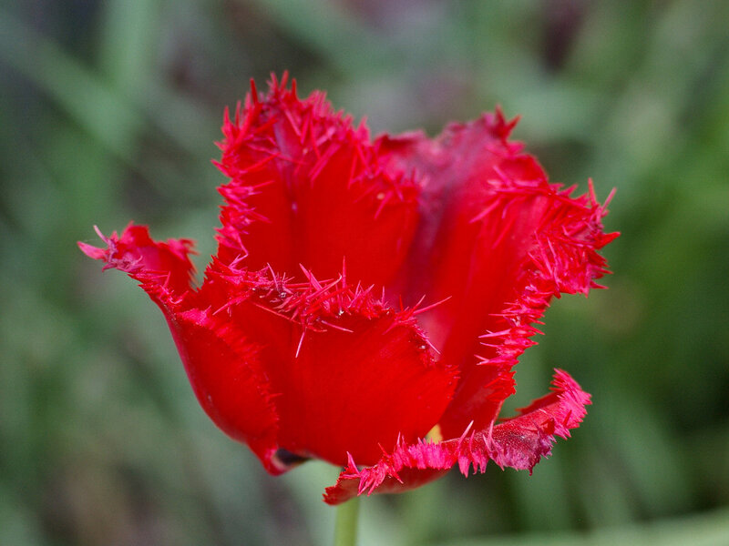 Red Fringed Tulip