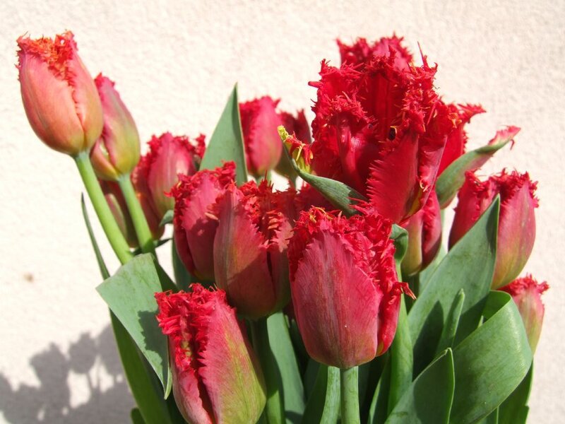Red Fringed Tulips — Calm