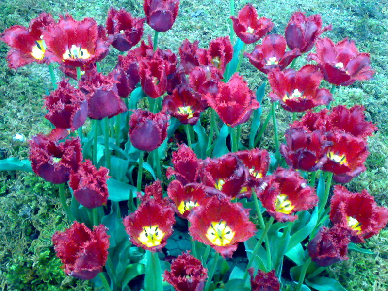 Red fringed tulips in bloom