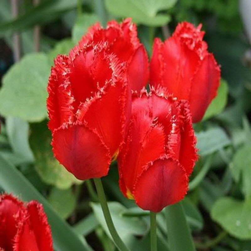 Red Fringed Tulips — Natural