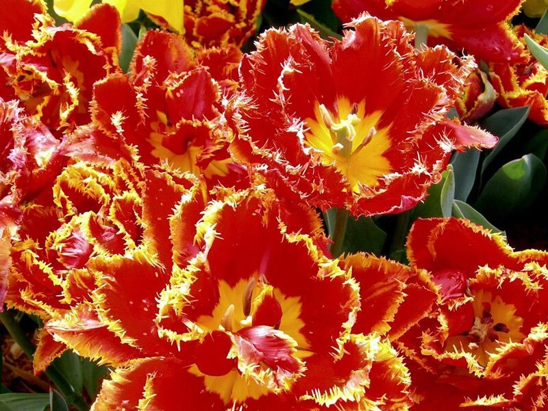 Red Fringed Tulips