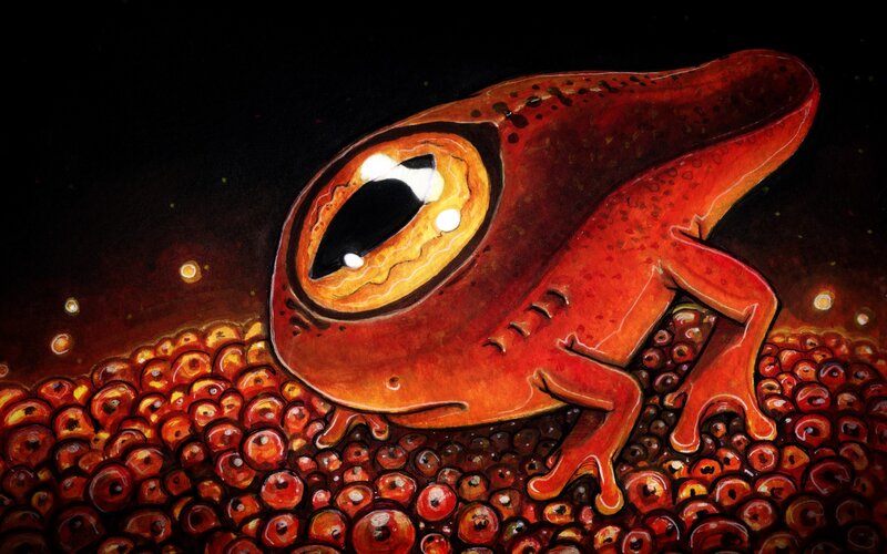 Red Frog on Eggs