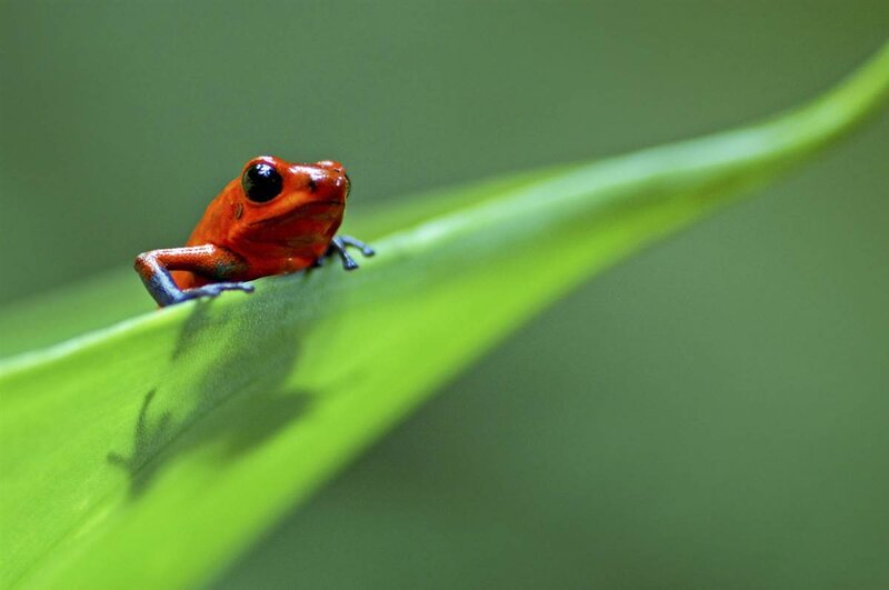 Red frog on green leaf