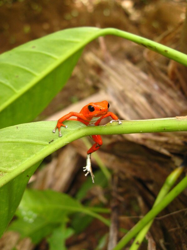 Red frog on green leaf