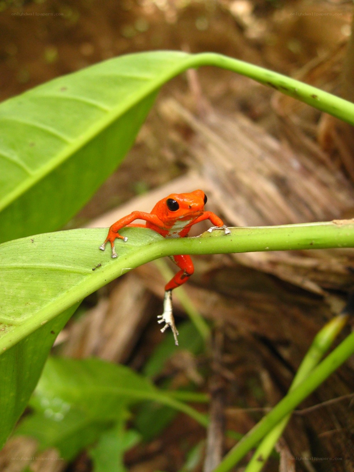 Red frog on green leaf