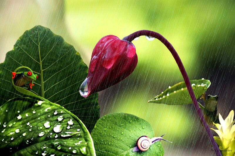 Red Frog on Leaf — Green