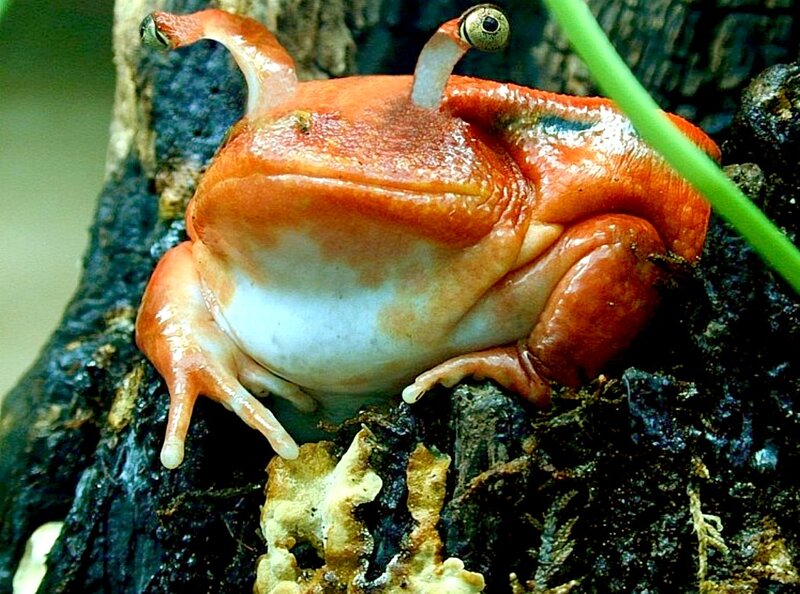 Red Frog on Log
