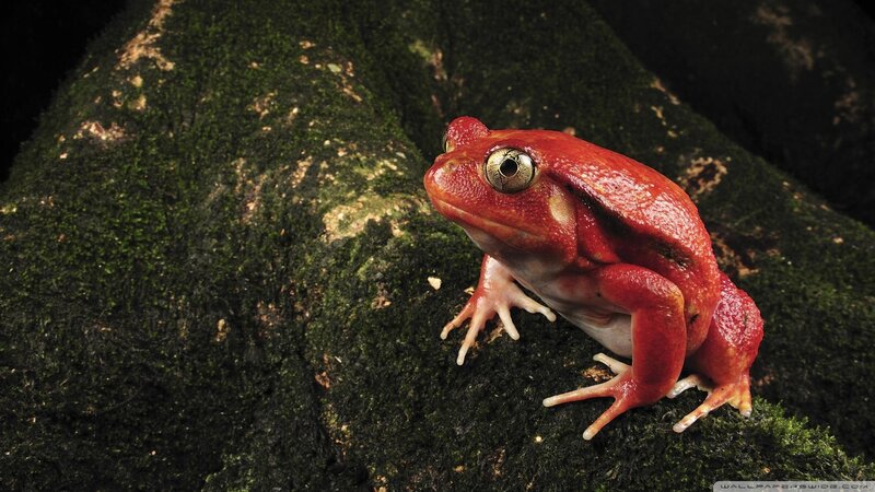 Red Frog on Moss — Dramatic, Photograph