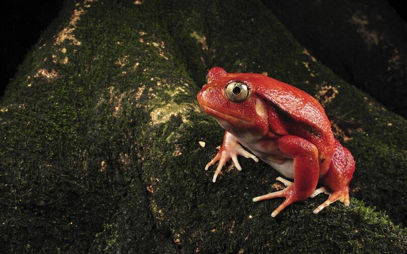 Red Frog on Moss