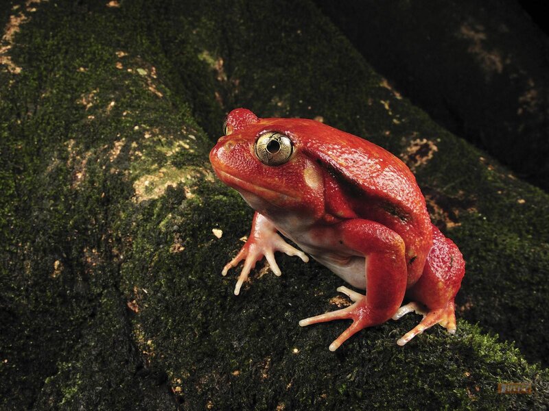 Red frog on mossy rock