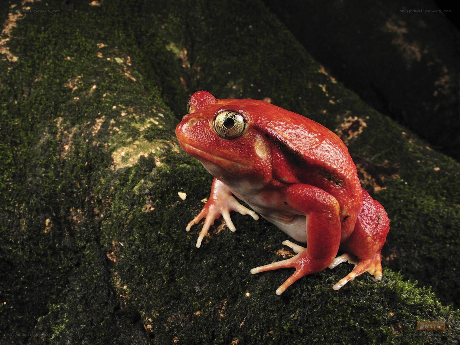 Red frog on mossy rock