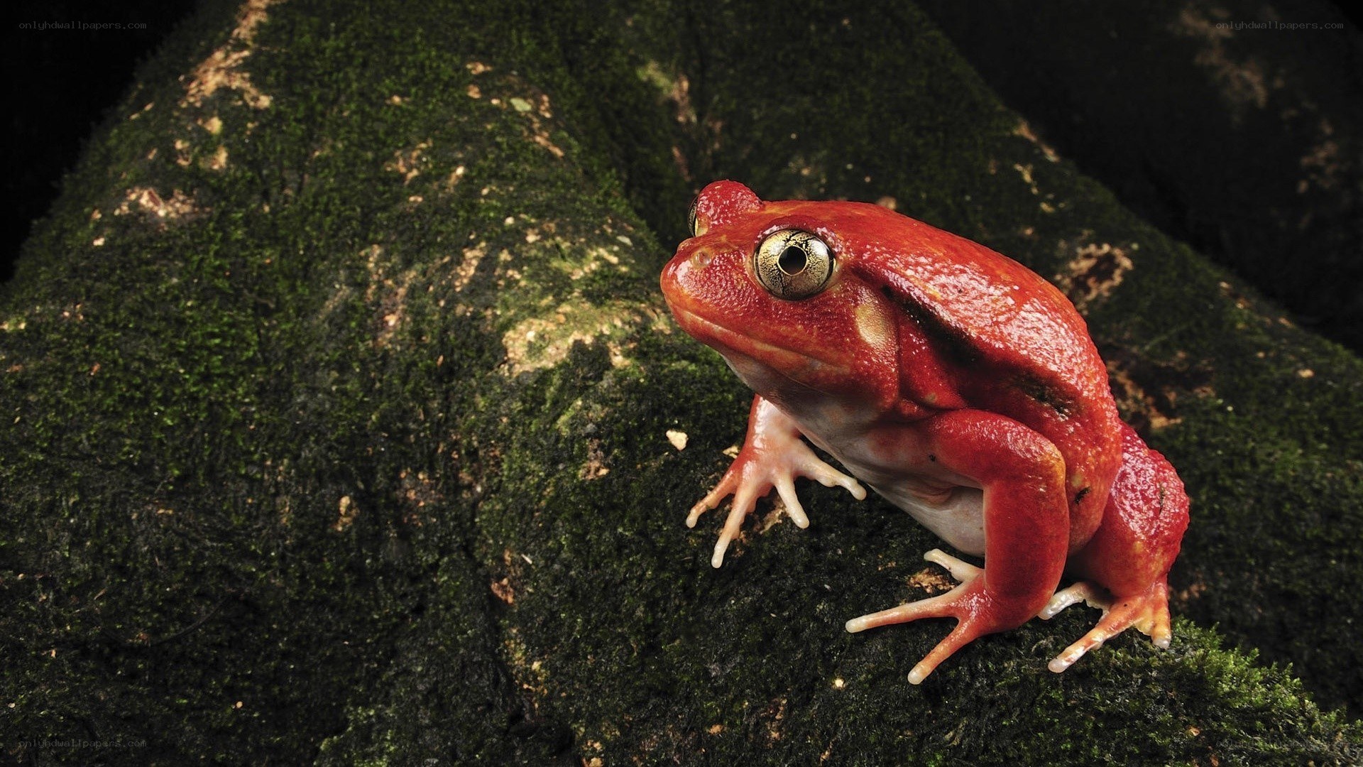 Red frog on mossy rock