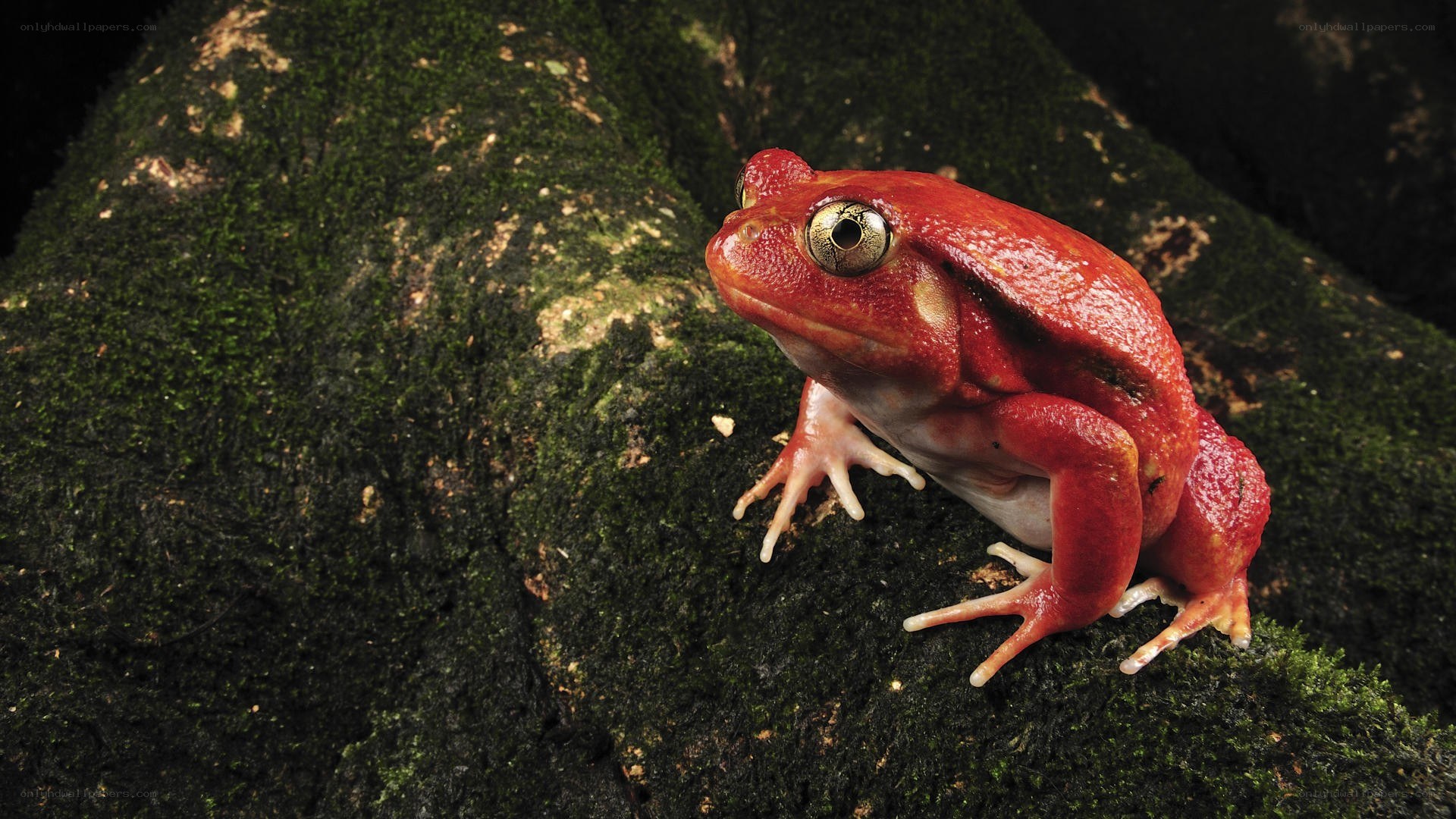 Red frog on mossy rock