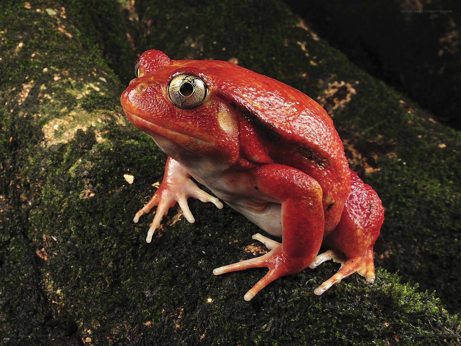 Red frog on mossy rock