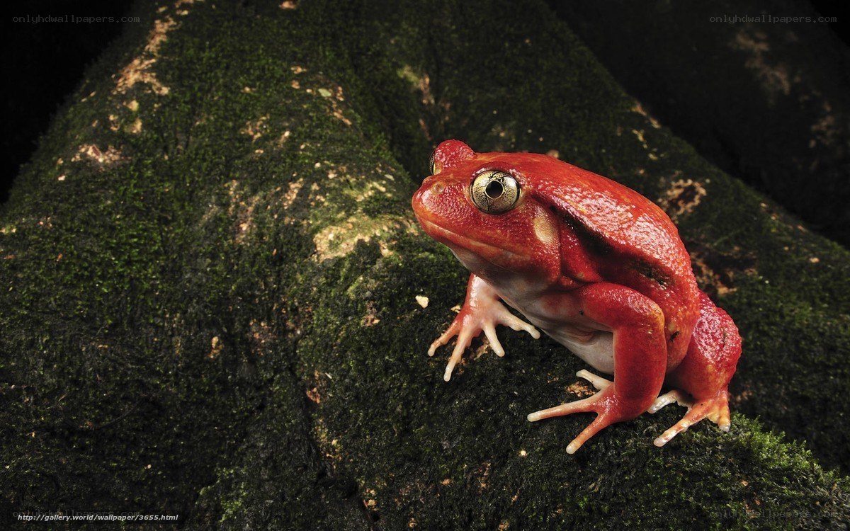 Red frog on mossy rock