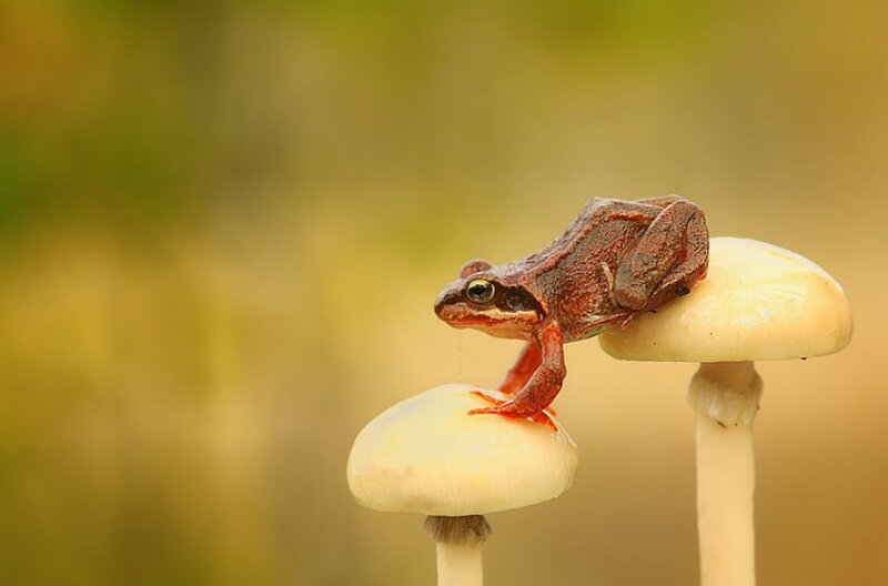 Red Frog on Mushrooms