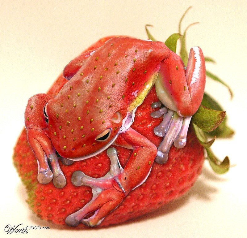 Red Frog on Strawberry