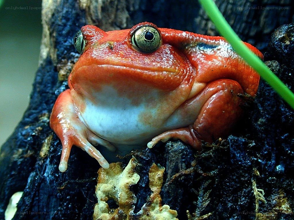 red frog on tree bark