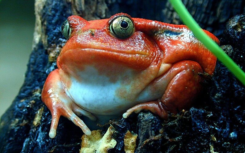 Red Frog on Tree Bark — Natural