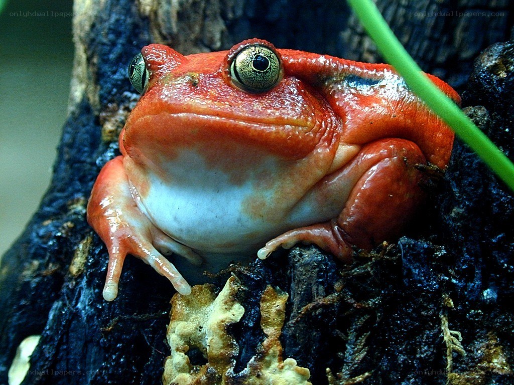 Red frog on tree bark