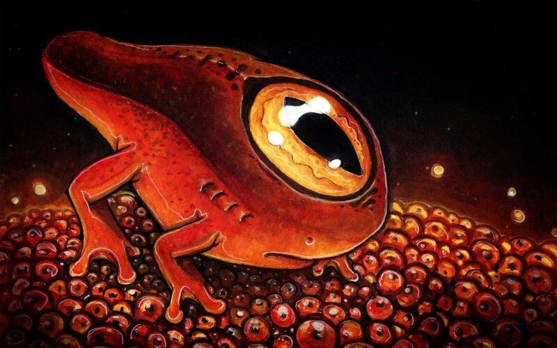 Red frog with large eye