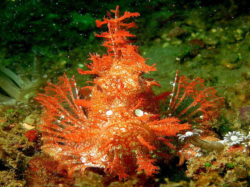 Red frogfish on the seafloor