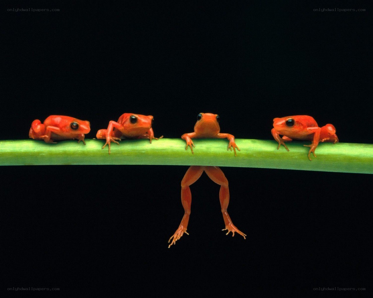 Red frogs on a green stem