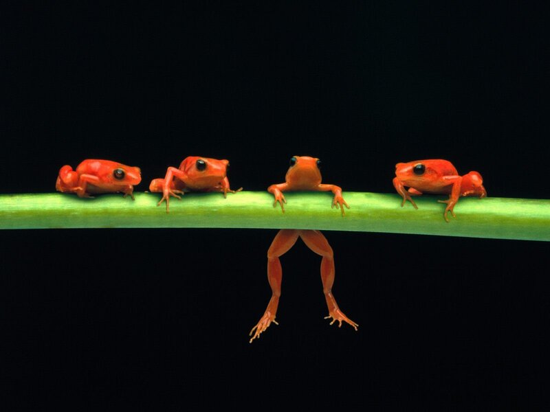 Red frogs on a green stem
