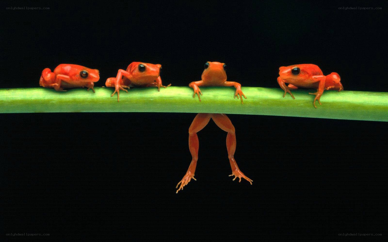 Red frogs on a green stem
