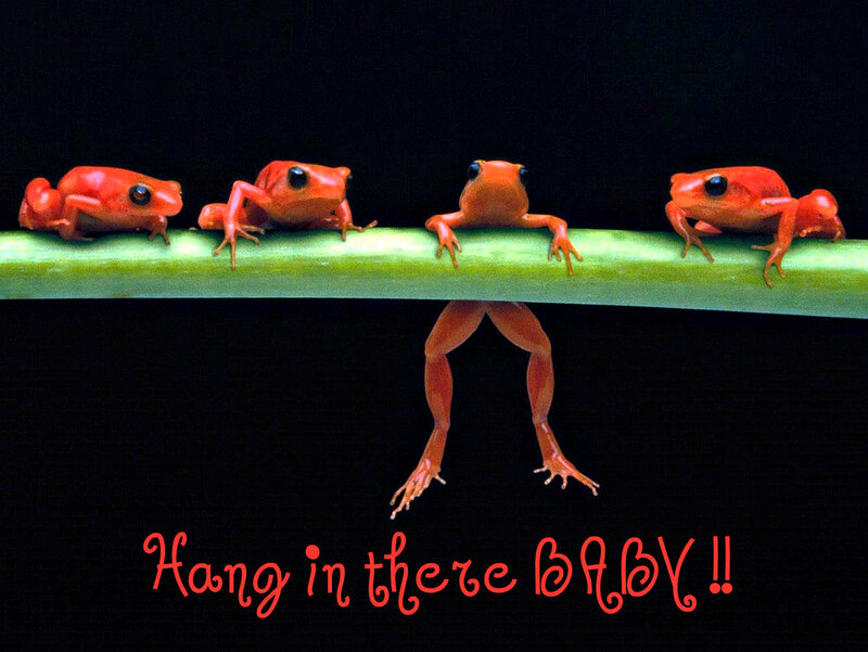 Red Frogs on a Stem