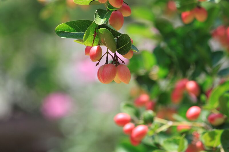 Red Fruit on Branch