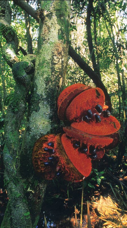 Red fruit on tree in forest