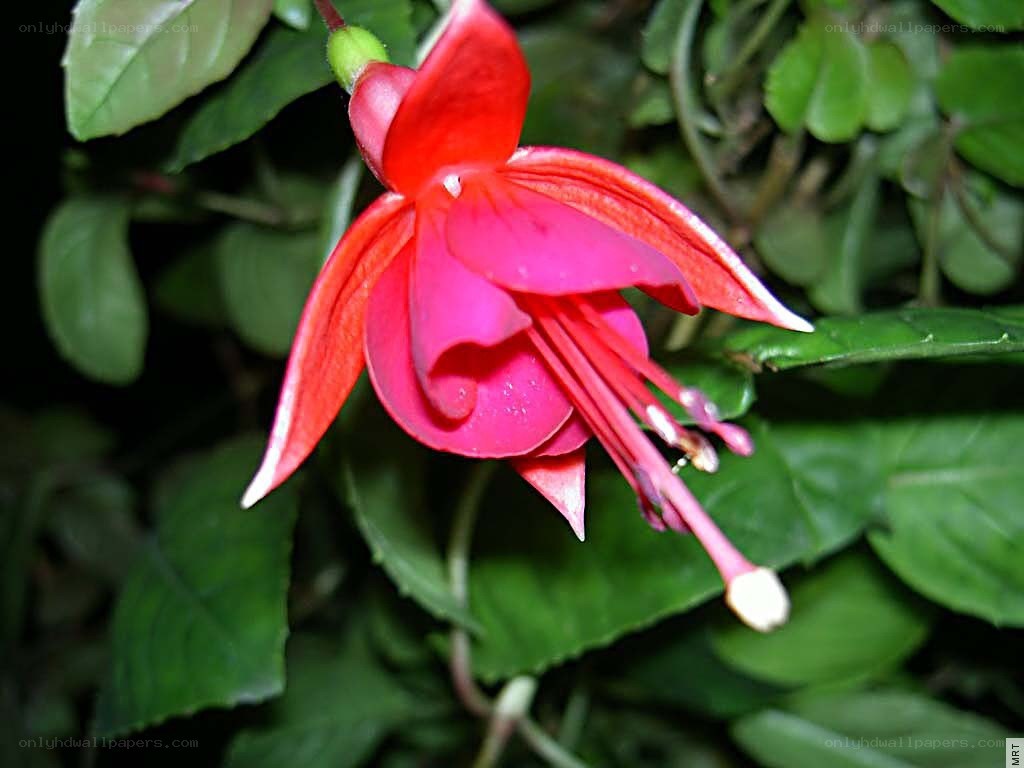 Red fuchsia flower in bloom