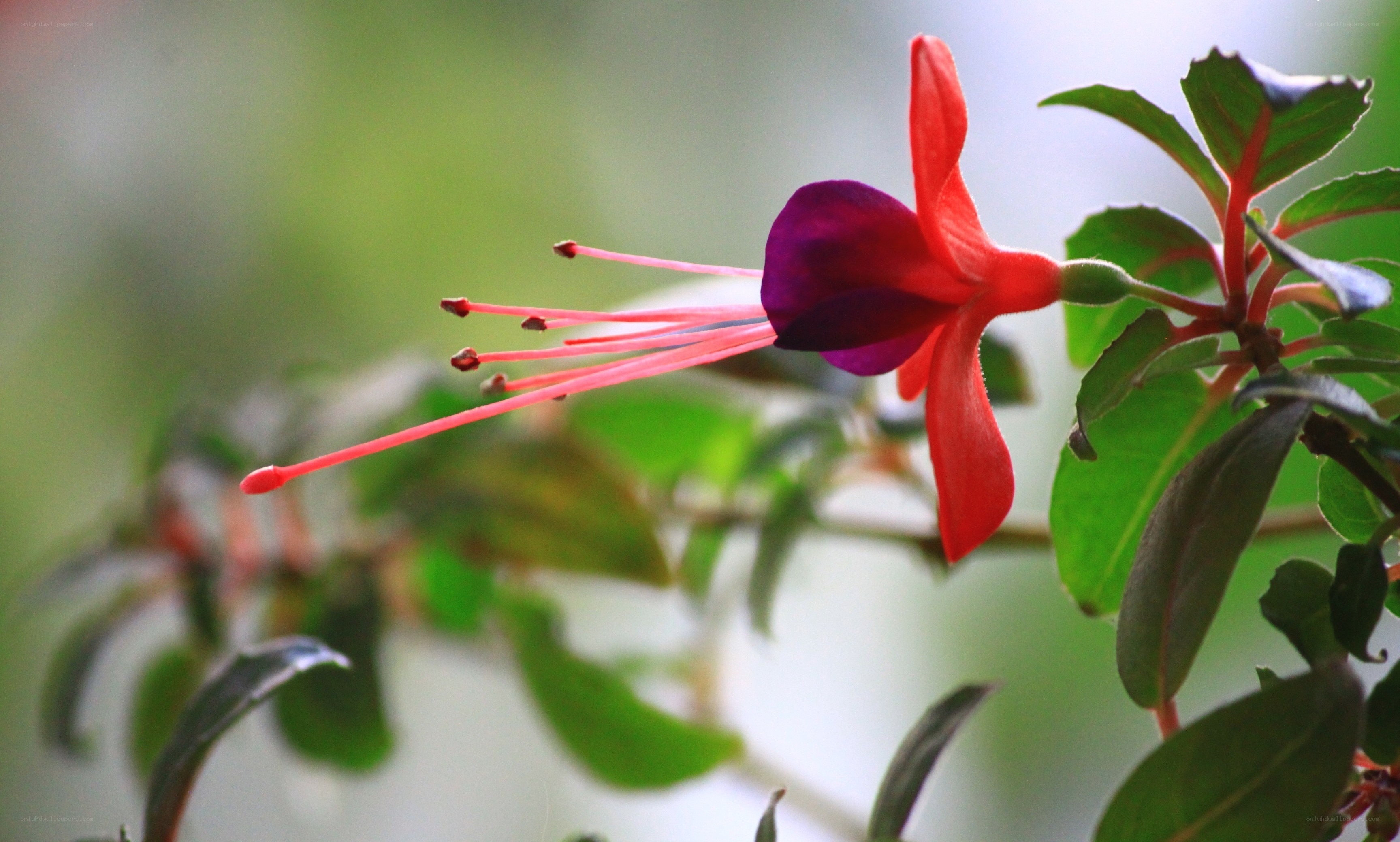Red fuchsia flower in bloom