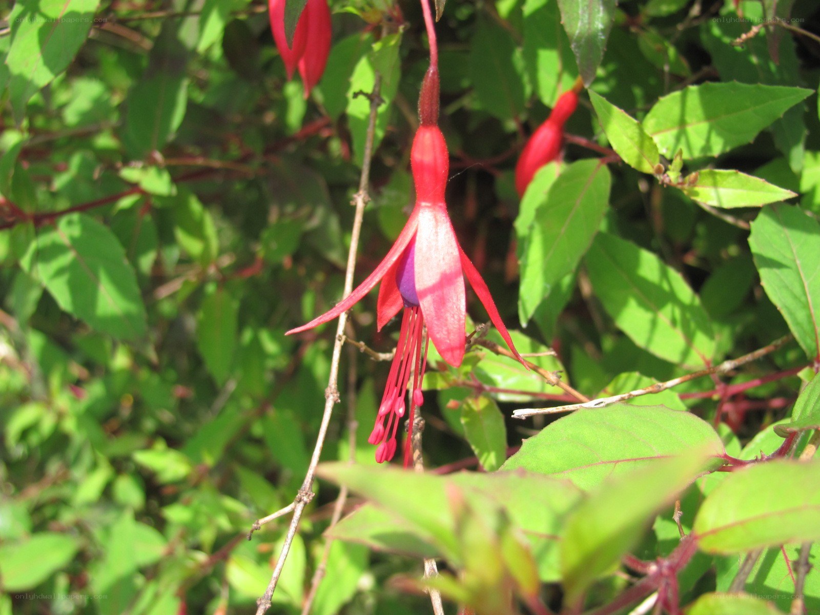 Red fuchsia flower in garden