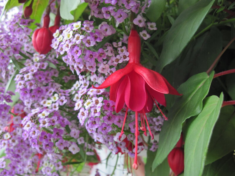 Red Fuchsia Flower — Natural