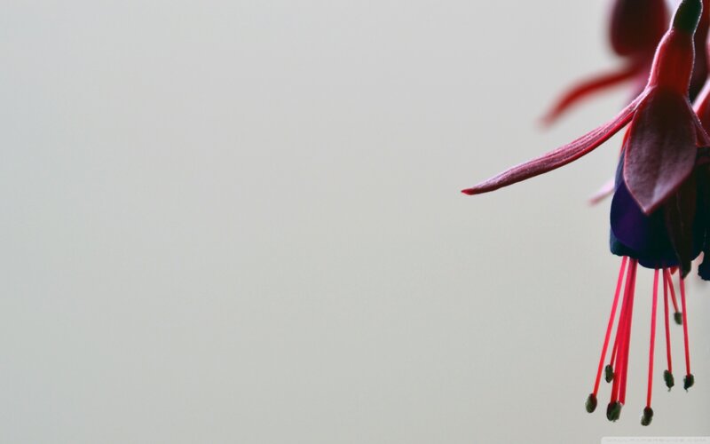 Red Fuchsia Flower