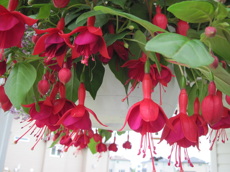 Red Fuchsia Flowers — Calm, Afternoon