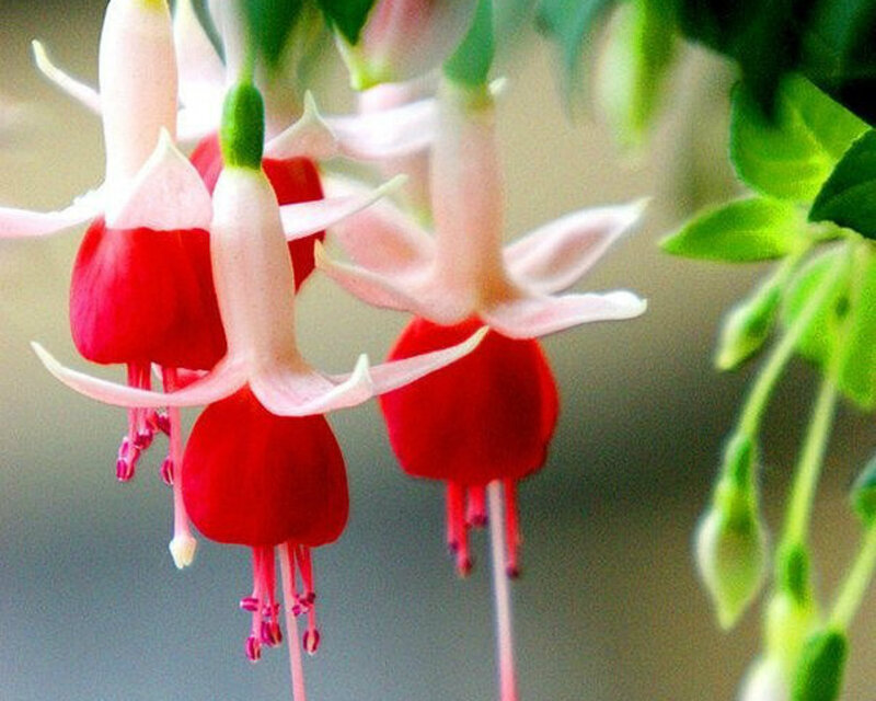 Red Fuchsia Flowers — Calm, Photograph, Green Leaves