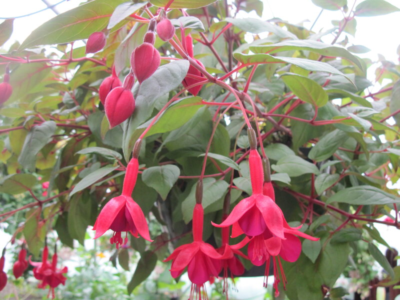 Red Fuchsia Flowers — Calm, Photograph