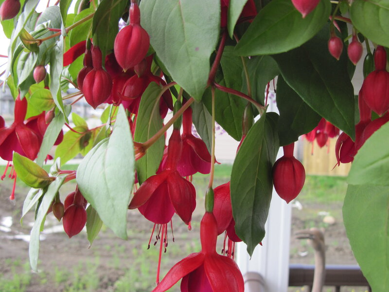 Red Fuchsia Flowers — Calm, Spring, Photograph, Green Leaves